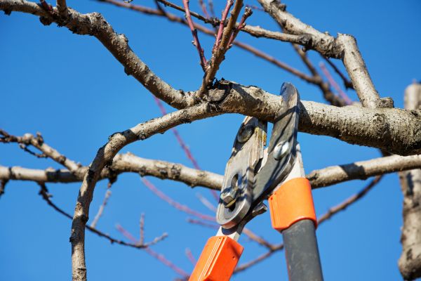 Tree Pruning in Olympia