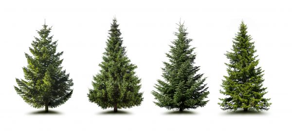 Cost of Pine Tree Trimming in Olympia