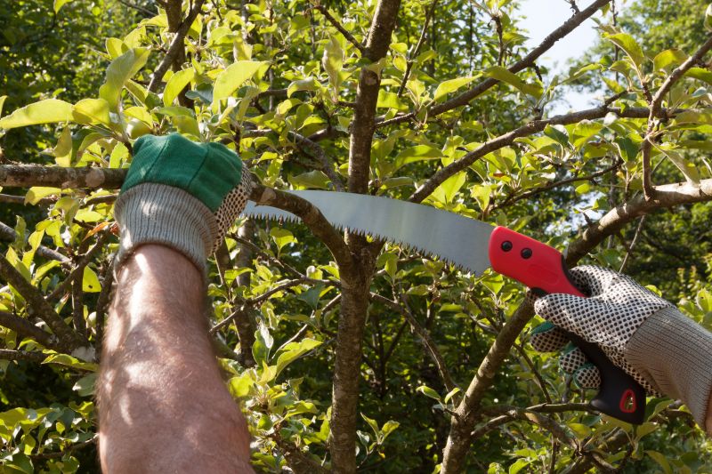 Cedar Tree Pruning