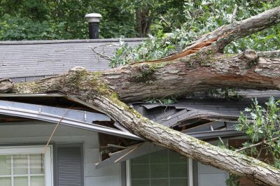 Tree Down on Roof