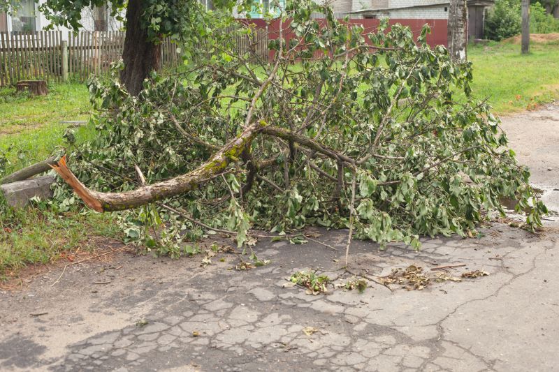 Roadside Tree Collapse