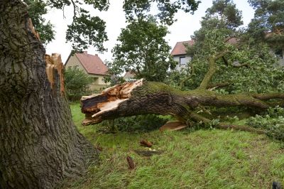 Storm Damage Tree Down
