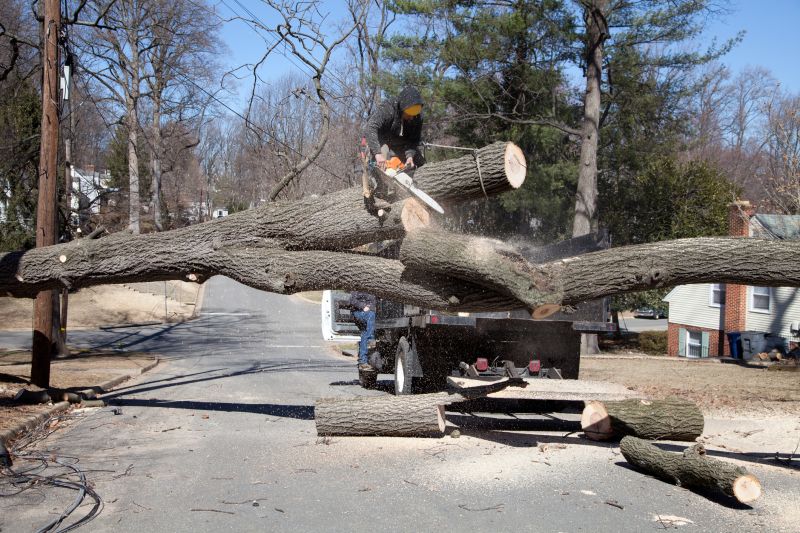 Emergency Tree Clearing