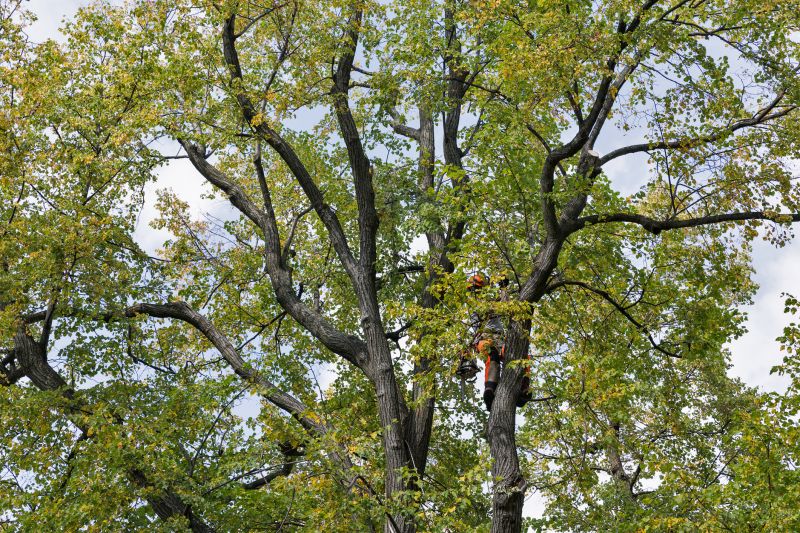 Arborist Climbing Tree