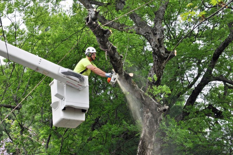 Arborist with Equipment